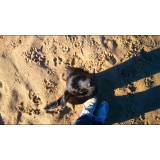 Собака - 03.JPG